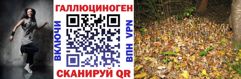 Купить где  Черкесск  Псилоцибиновые грибы Psilocybe 